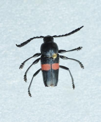 Réf. 218 301 : Lissonotus equestris
